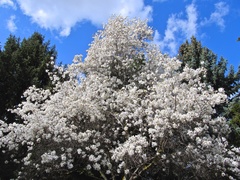 Magnolia