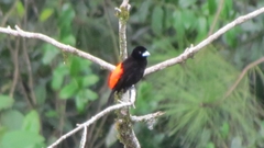 Ramphocelus flammigerus