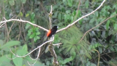 Ramphocelus flammigerus