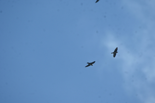 Cave Swallow (Petrochelidon fulva), photo 4