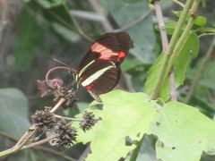 Heliconius erato