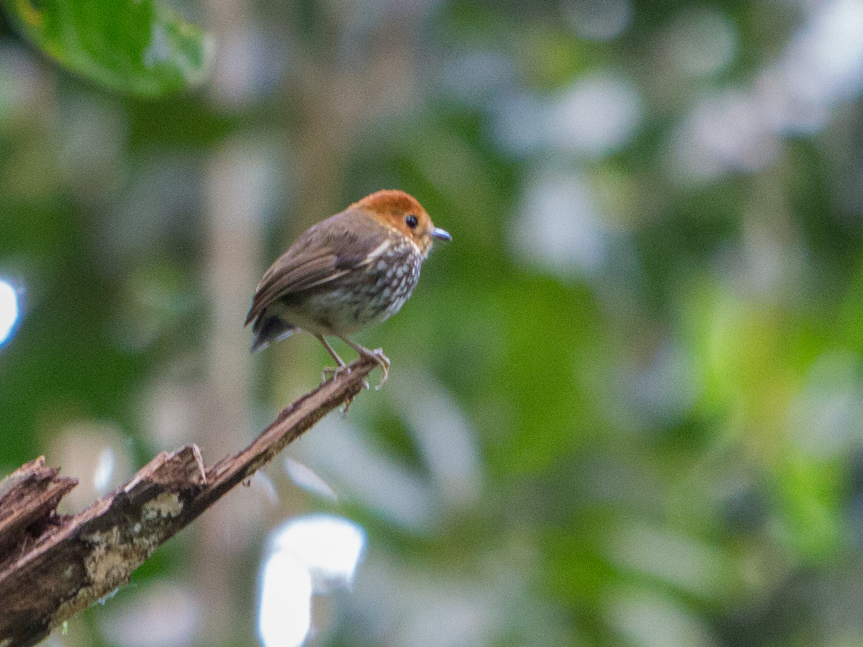 Scallop-breasted Antpitta illustration