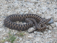 Vipera aspis zinnikeri