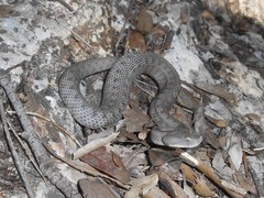 Vipera latastei