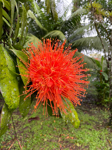 Brownea macrophylla - Whole tree
