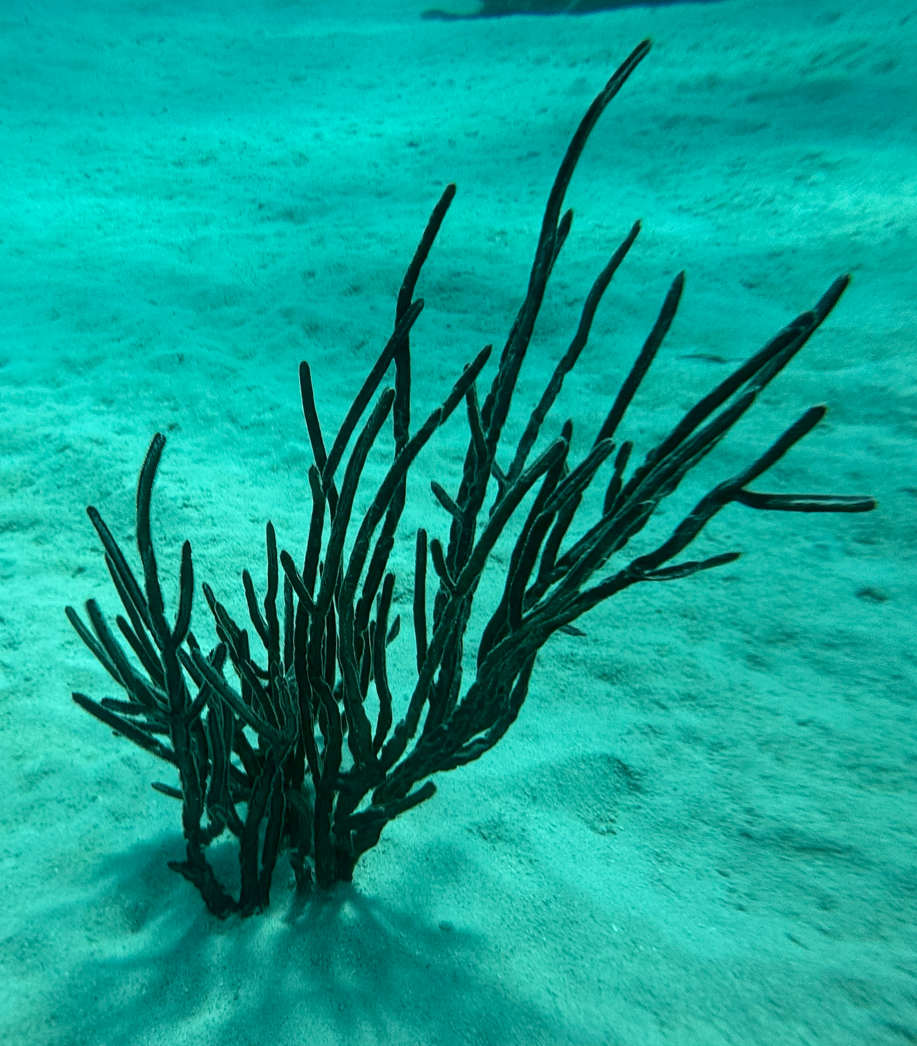Pterogorgia anceps (Pallas, 1766)