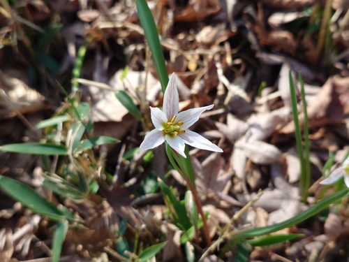 Amana edulis, photograph 6