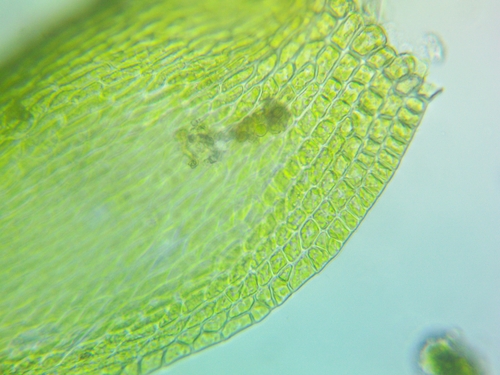 Homomallium adnatum observed 2026-02-26