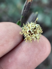 Porophyllum punctatum