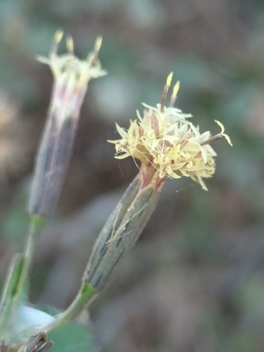 Porophyllum punctatum, photograph 2