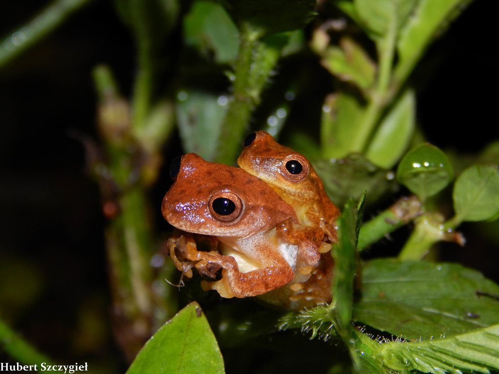 San Carlos Treefrog