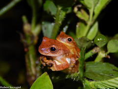 San Carlos Treefrog photo 1