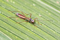 Colobathristidae