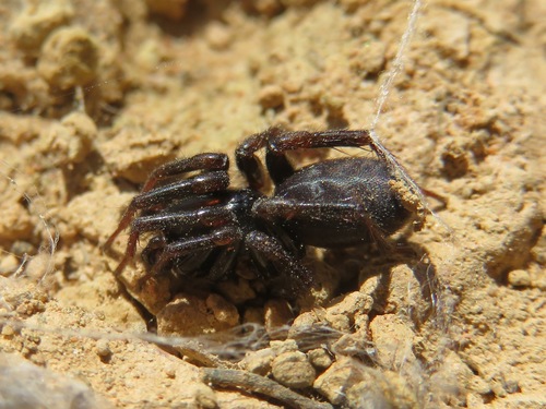 Selamia reticulata