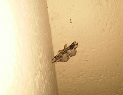 Parapholodes fuliginea