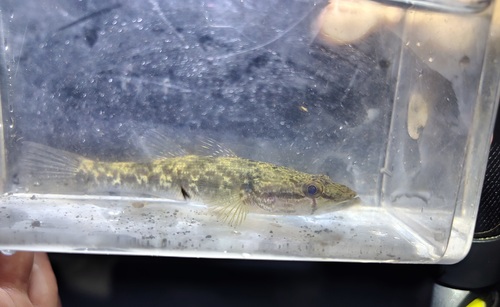 Sleeper (Gobiomorus maculatus) — Eleotridae — 3