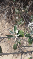 Olearia pannosa