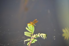 Perithemis intensa