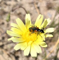 Eupompha elegans