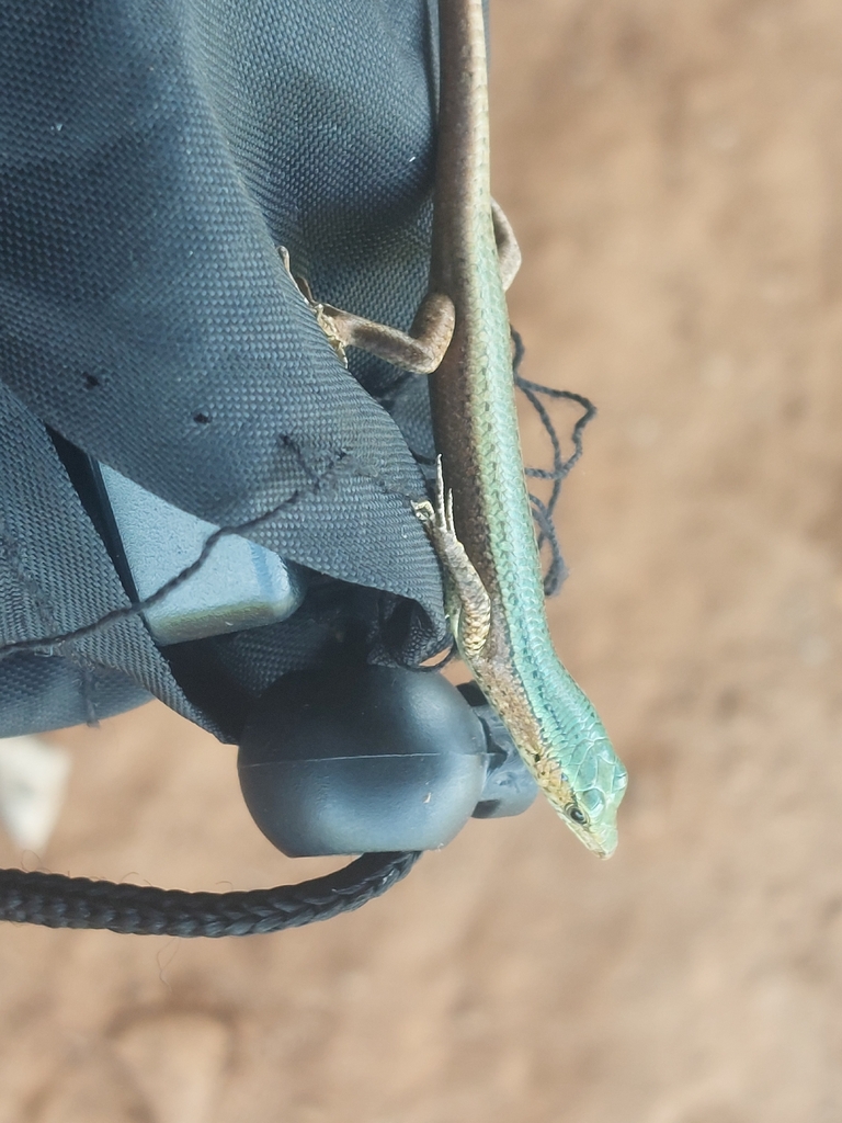 Meyer's Emo Skink (Emoia kordoana)