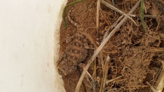Tympanocryptis petersi