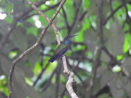 Sapphire-spangled Emerald (Chionomesa lactea), photo 4