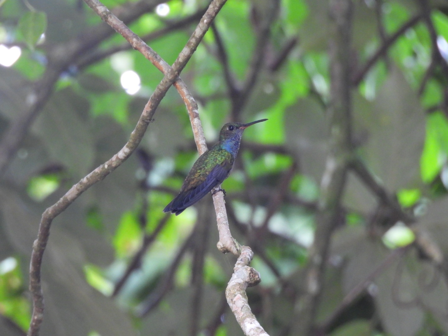 Sapphire-spangled Emerald (Chionomesa lactea), photo 3