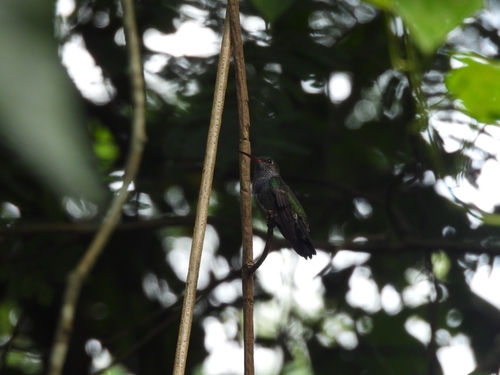 Sapphire-spangled Emerald (Chionomesa lactea), photo 5