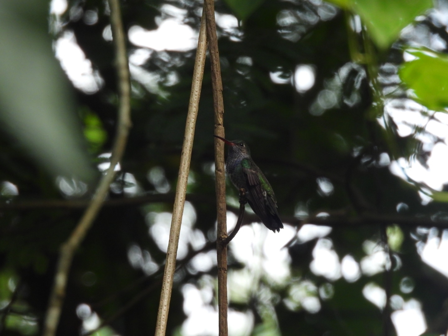Sapphire-spangled Emerald (Chionomesa lactea), photo 4