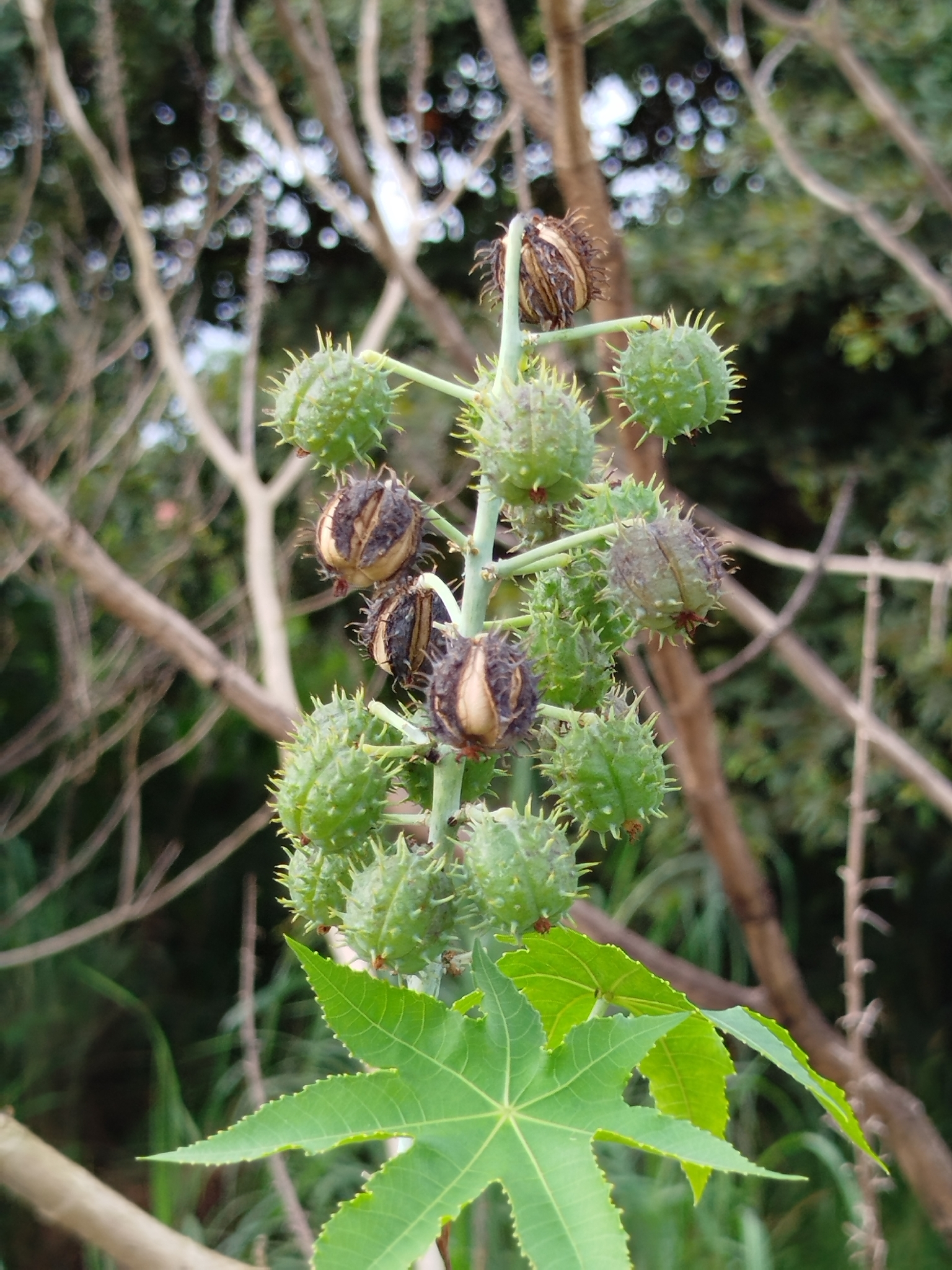 Ricinus communis