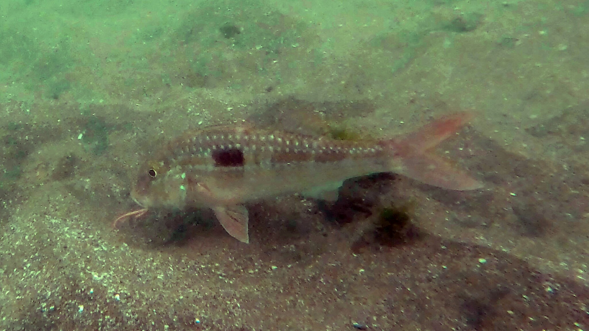 Bigscale Goatfish photo 6