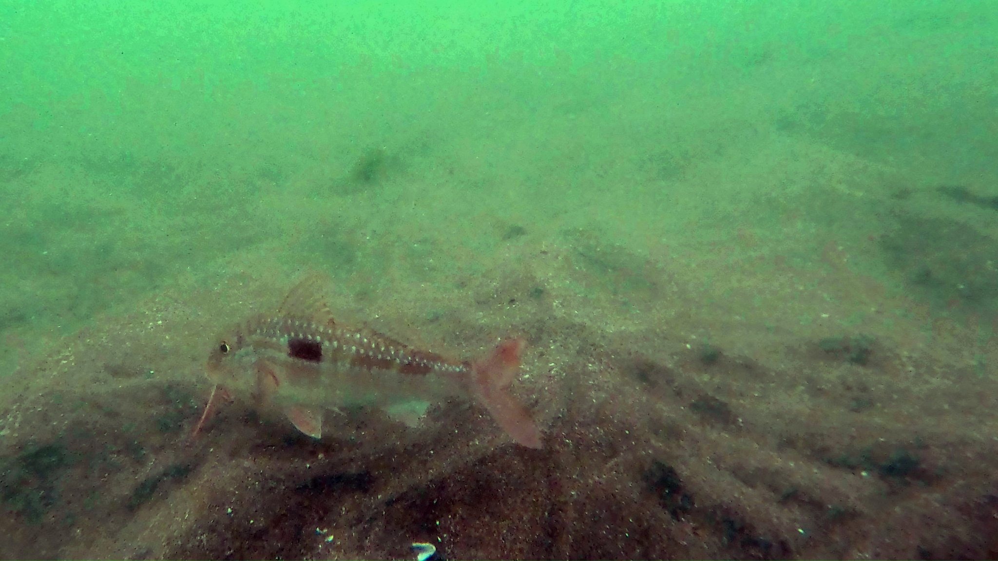 Bigscale Goatfish photo 8