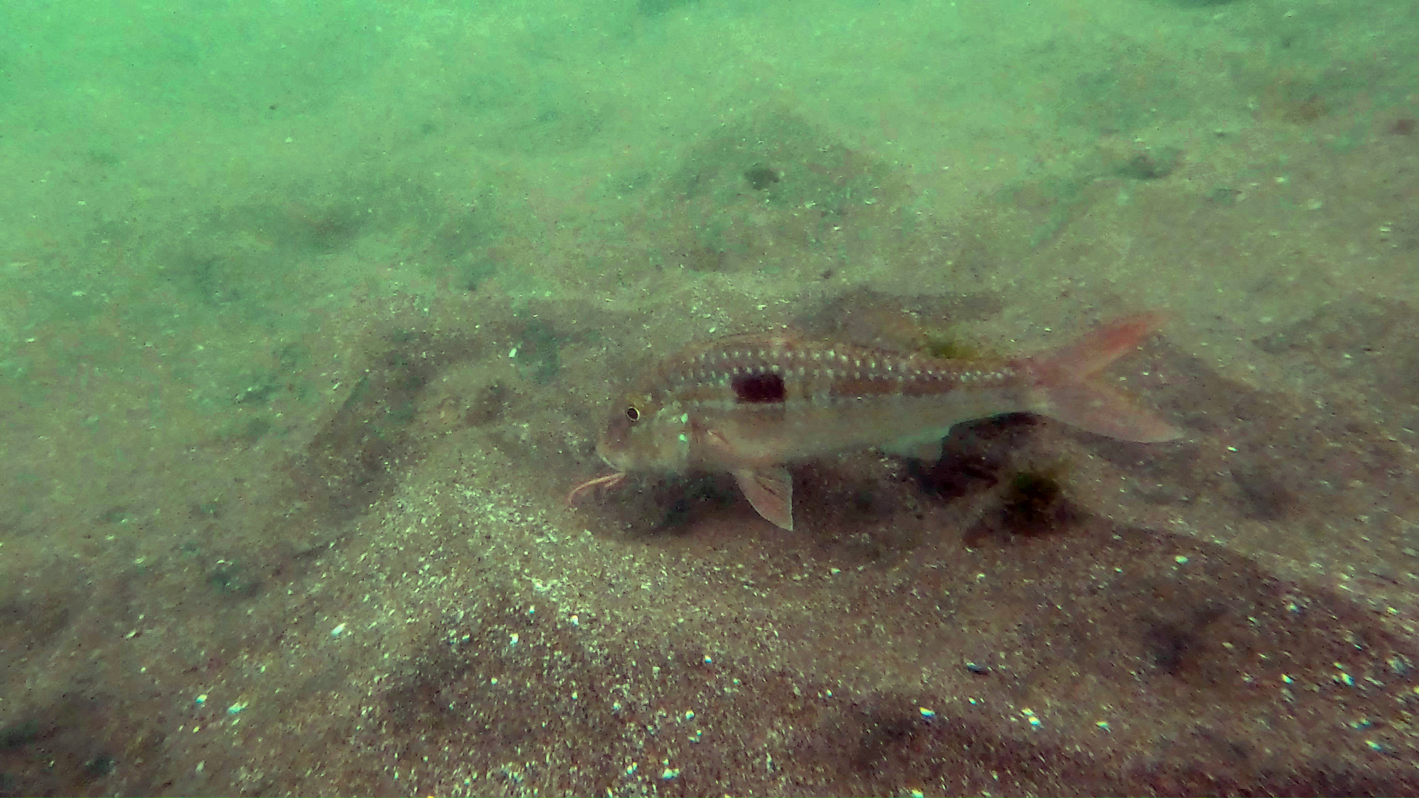 Bigscale Goatfish photo 7
