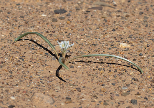 Albuca amoena