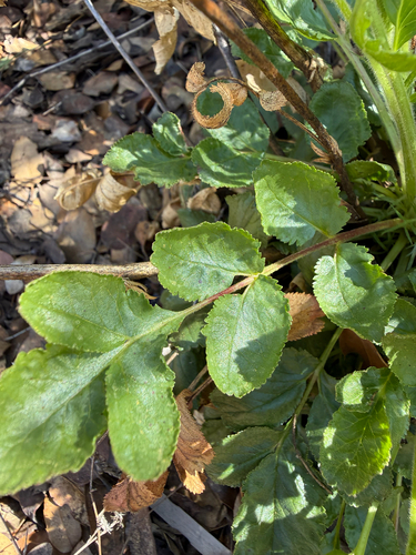 Ramona horkelia (Horkelia truncata)
