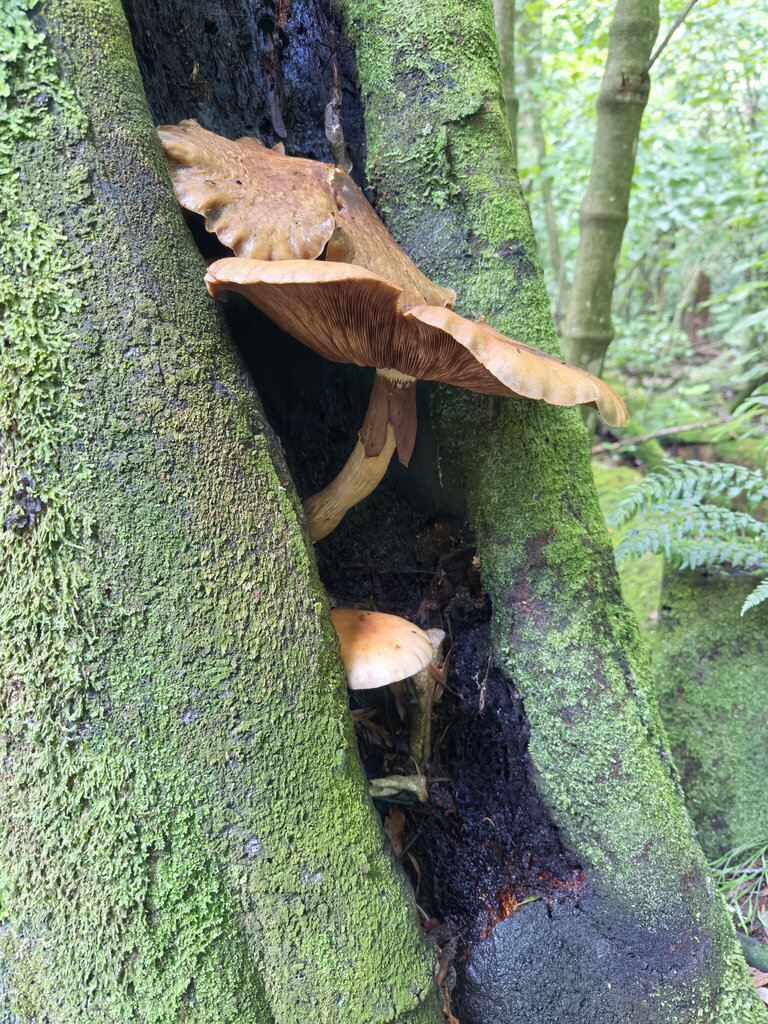 Cyclocybe parasitica · March 2026 · photo: © jeremy_rolfe (iNaturalist, cc-by)