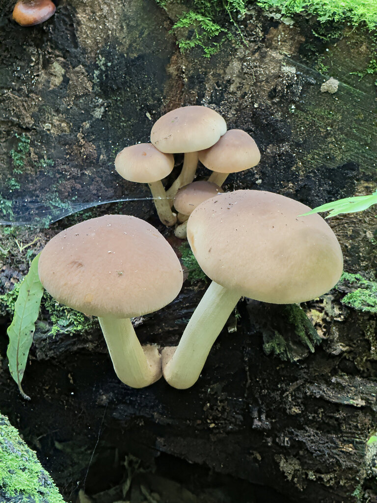 Cyclocybe parasitica · March 2026 · photo: © jeremy_rolfe (iNaturalist, cc-by)