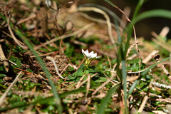 Gentiana flavomaculata