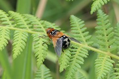 Microtropesa sinuata