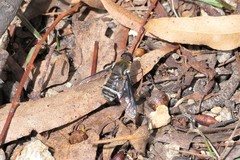 Banded Bee Fly