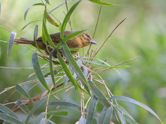Sphenopsis frontalis