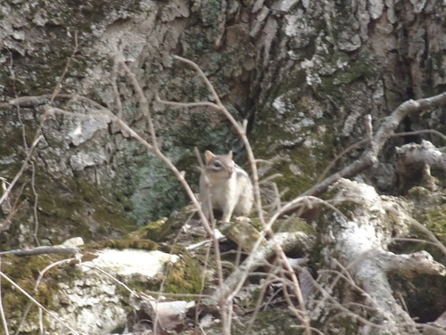 Eastern Chipmunk photographed in Kansas