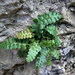 Asplenium jahandiezii - Photo (c) Johan N, some rights reserved (CC BY-SA)