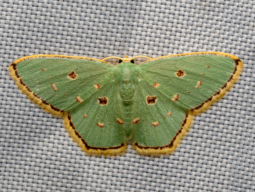 Comostola meritaria