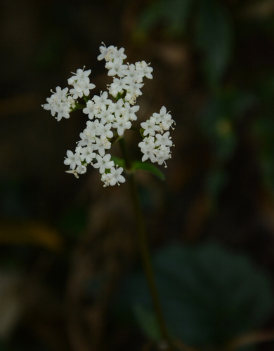 Valeriana jatamansi, photograph 6