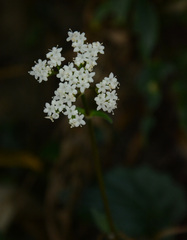 Valeriana jatamansi, photograph (c) Siddarth Machado, some rights reserved (CC BY)