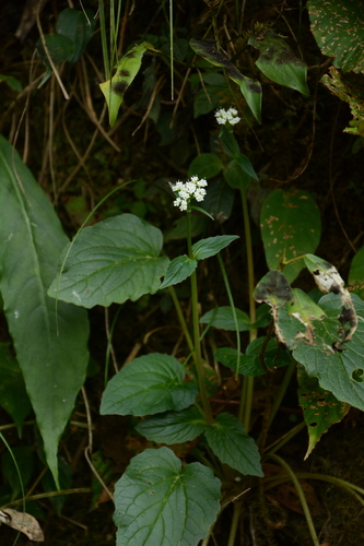 Valeriana jatamansi, photograph 5