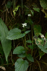 Valeriana jatamansi, photograph (c) Siddarth Machado, some rights reserved (CC BY)