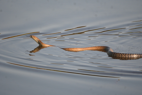 Central American Indigo Snake