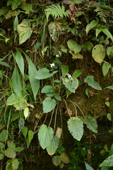 Valeriana jatamansi, photograph (c) Siddarth Machado, some rights reserved (CC BY)
